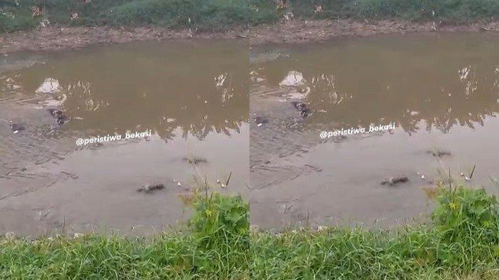 Penemuan tujuh mayat laki-laki yang mengambang di Kali Cileungsi, Kabupaten Bekasi, telah menggemparkan masyarakat setempat. Mayat-mayat tersebut ditemukan pada Selasa pagi oleh warga yang melintas di sekitar kali