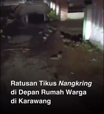 Kejadian yang mengejutkan dan mengganggu ketenangan masyarakat terjadi di Desa Kuta Makmur, Kecamatan Tirtajaya, Karawang, ketika ratusan tikus menyerang pemukiman warga. Serangan tikus ini menimbulkan keresahan dan kekhawatiran di kalangan penduduk setempat.