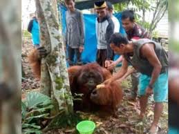 Orang utan dewasa mendekati pemukiman Desa Lusan, Paser.