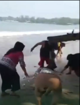 Warga Berebut Menangkap Ikan yang Naik ke Daratan di Pantai Carita, Kabupaten Pandeglang, Banten,